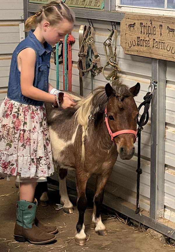 miniature-horse-for-sale