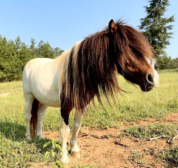 bay-pinto-stallion-horse