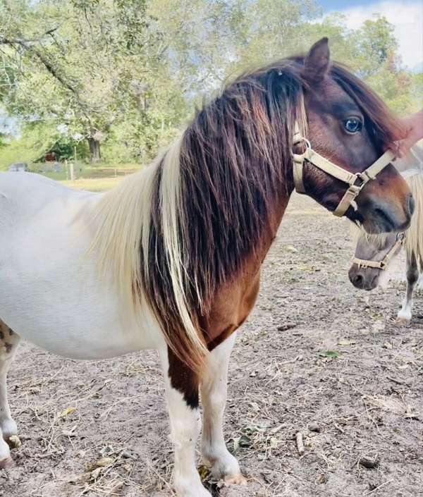bay-pinto-amha-amhr-stallion