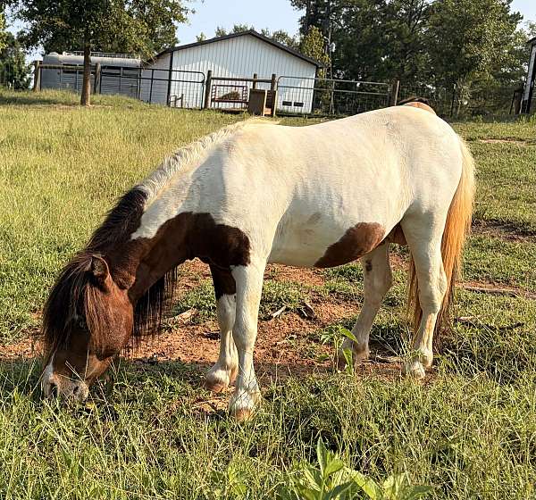 bay-pinto-amha-amhr-horse