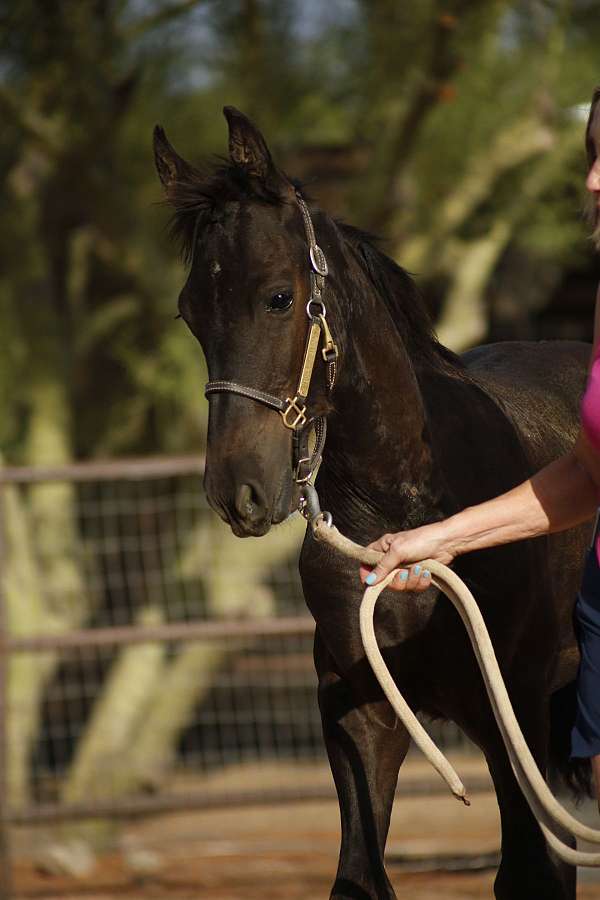 competitor-friesian-horse