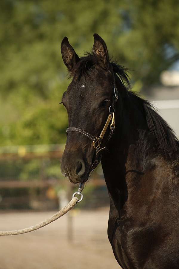 halters-friesian-horse