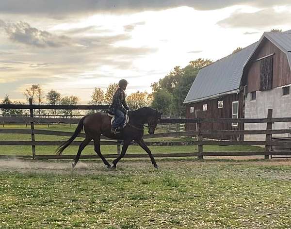 hunter-thoroughbred-horse