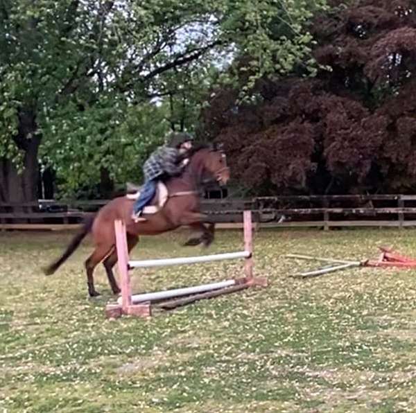 hunter-under-saddle-thoroughbred-horse