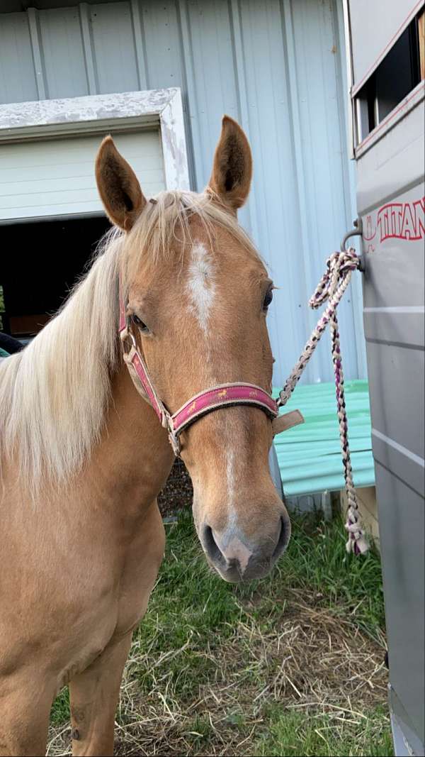 palomino-white-pastern-horse