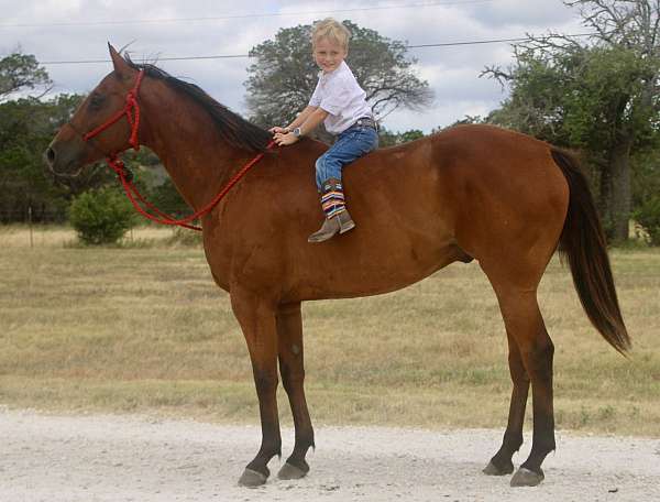 all-around-quarter-pony