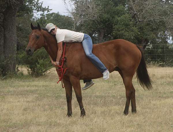 beginner-quarter-pony