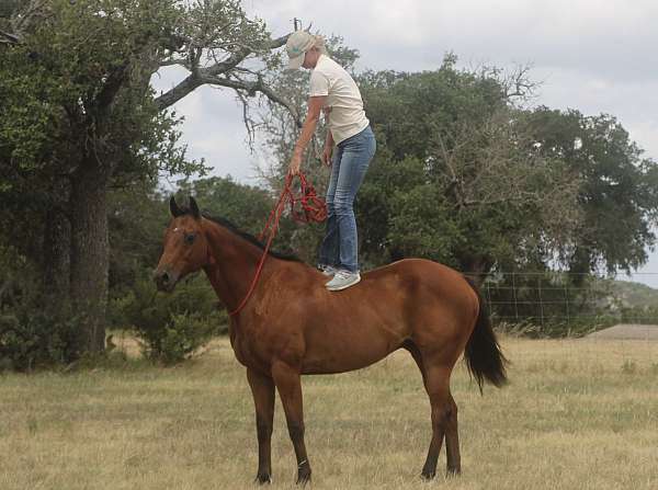 equitation-quarter-pony