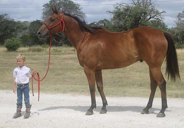 kid-safe-quarter-pony
