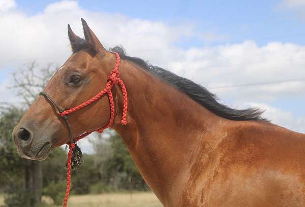 ridden-english-quarter-pony