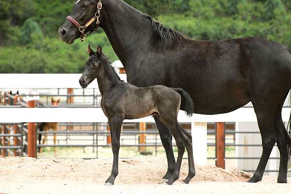 floats-tennessee-walking-horse
