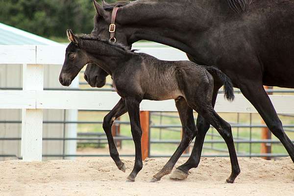 horse-boarding-tennessee-walking