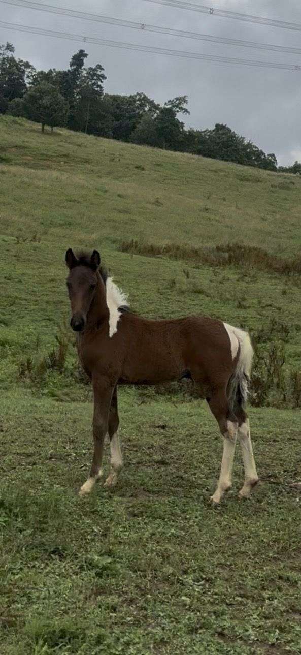 bay-tobiano-spotted-colt