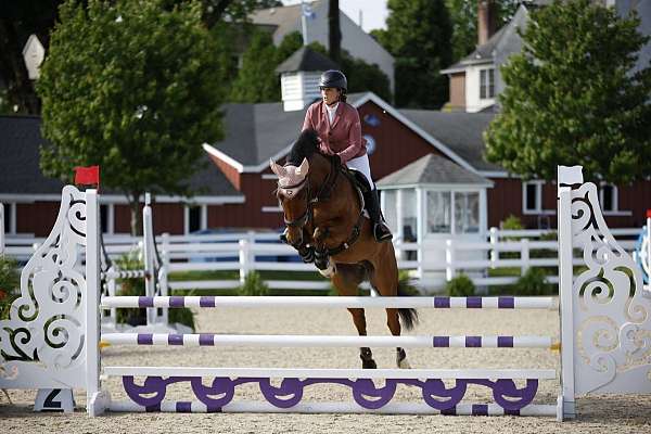 ability-belgian-warmblood-horse