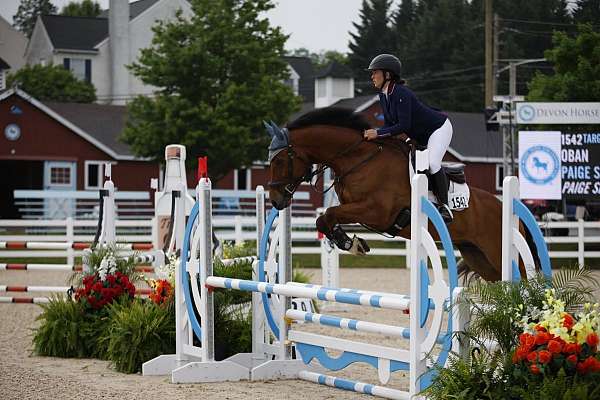 ambitious-belgian-warmblood-horse