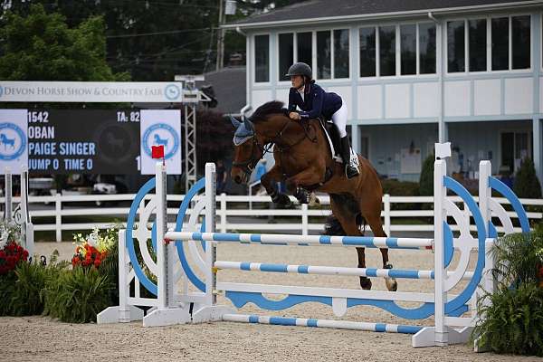 brown-overo-belgian-warmblood-horse