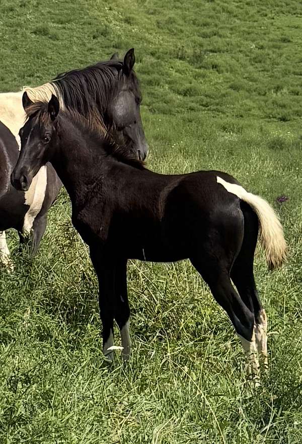 black-tobiano-spotted-colt