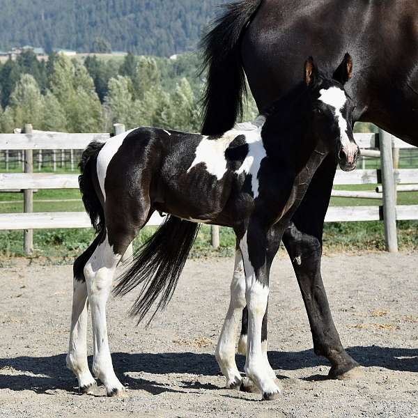 best-westphalian-horse