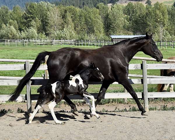 colour-westphalian-horse