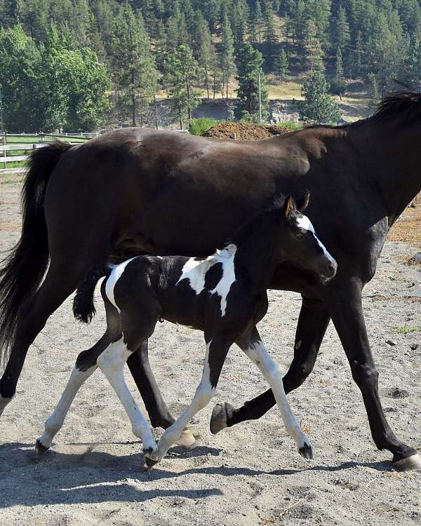 coloured-westphalian-horse