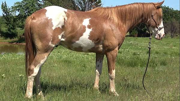 gilding-quarter-horse