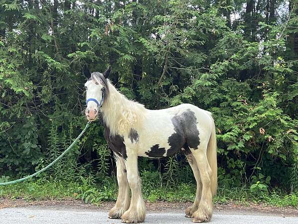 gypsy-vanner-colt