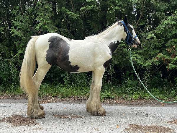 gypsy-vanner-horse-for-sale