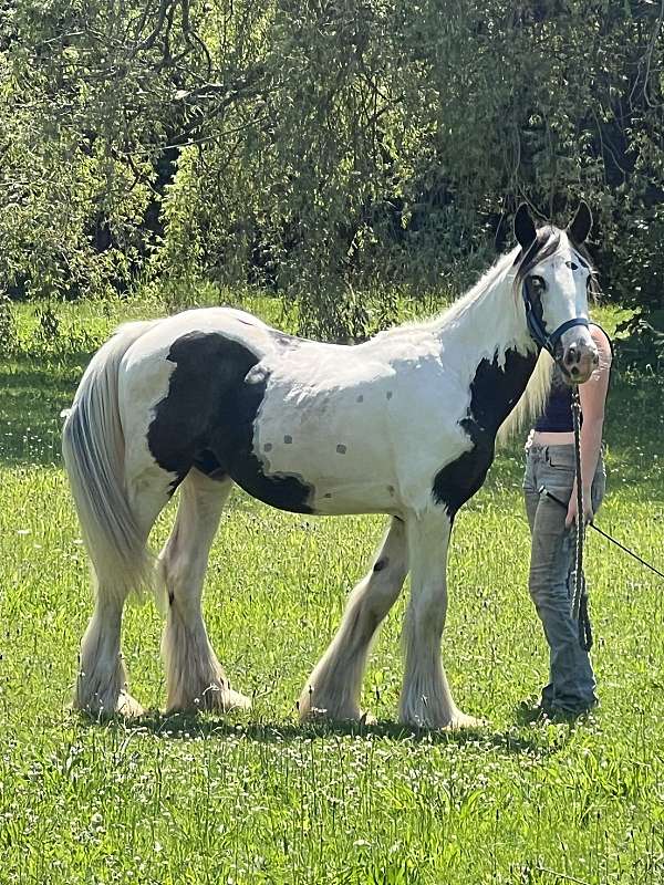 gypsy-vanner-horse