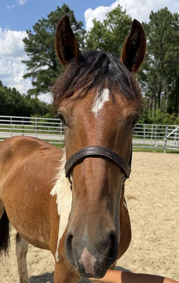 pinto-colt-for-sale