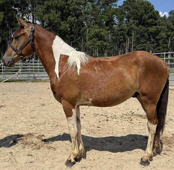 pinto-paint-colt