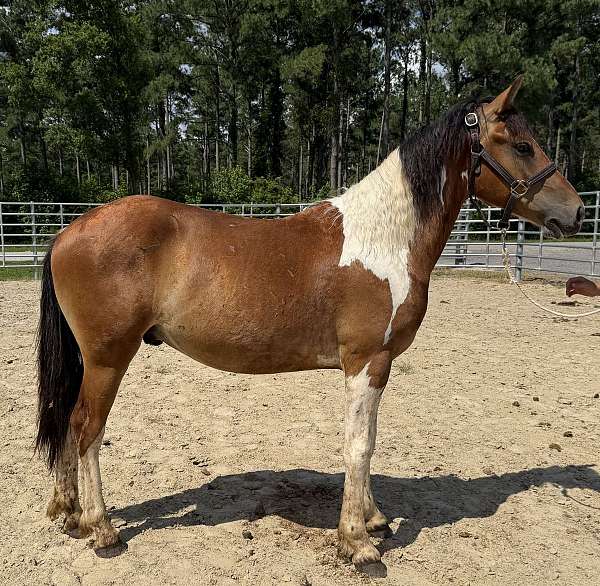 friesian-paint-colt-yearling