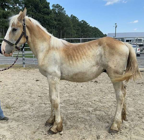 sorrel-colt-for-sale