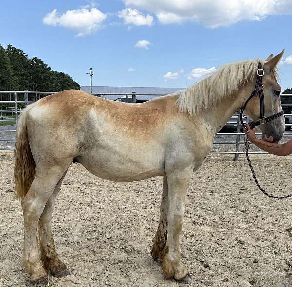 sorrel-belgian-colt