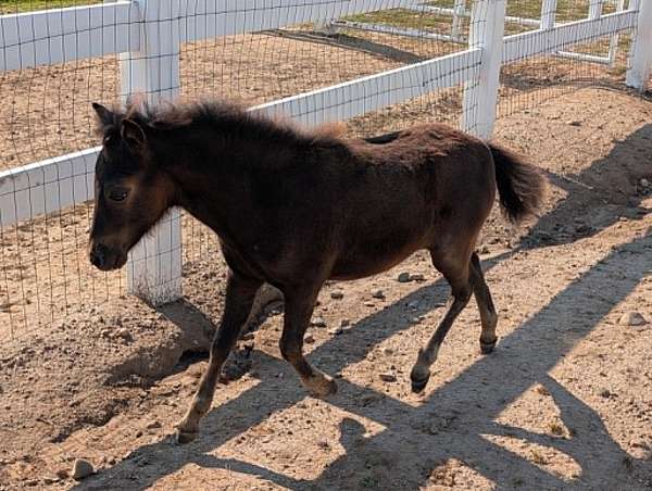 black-filly-miniature-horse