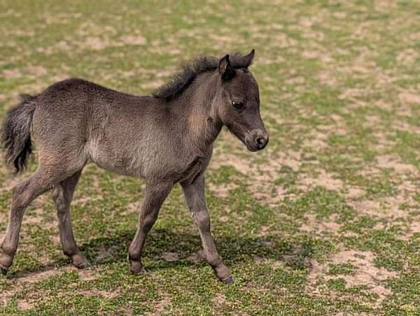 forever-miniature-horse