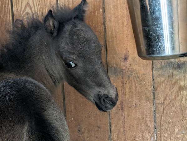 black-mini-horse