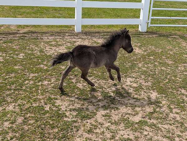 black-mini-filly-horse