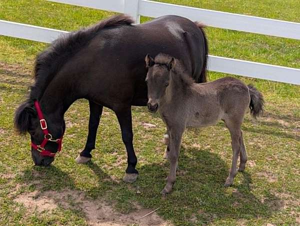 even-filly