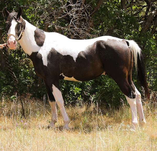 all-around-paint-horse