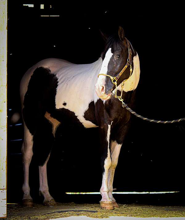 athletic-paint-horse