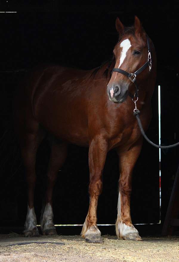 sorrel-gypsy-vanner-pony