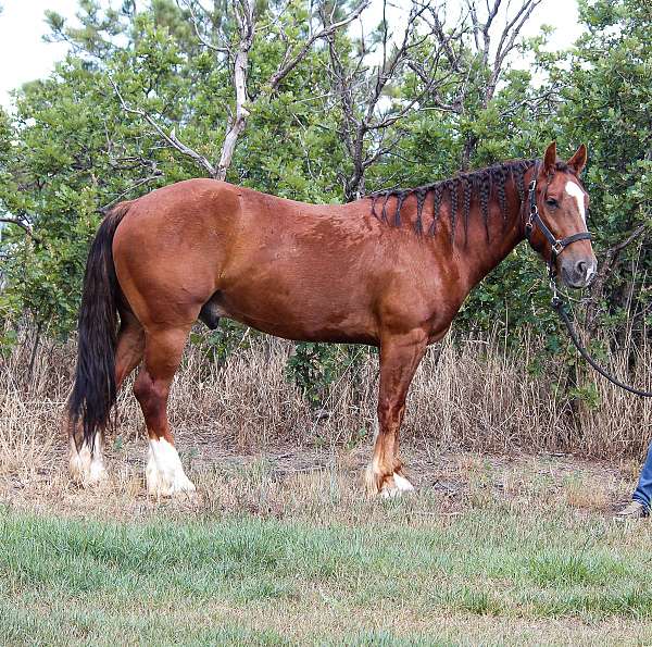 all-around-gypsy-vanner-pony
