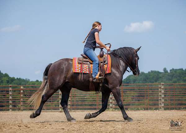 all-around-thoroughbred-horse