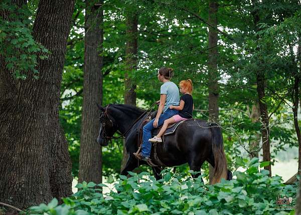 bay-star-left-fore-white-hind-pastern-right-half-horse