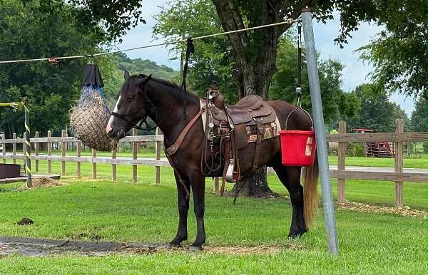 two-fox-thoroughbred-horse