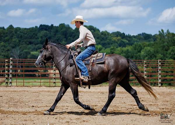 athletic-thoroughbred-horse