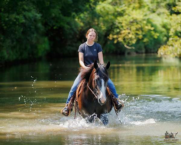 agility-haflinger-horse