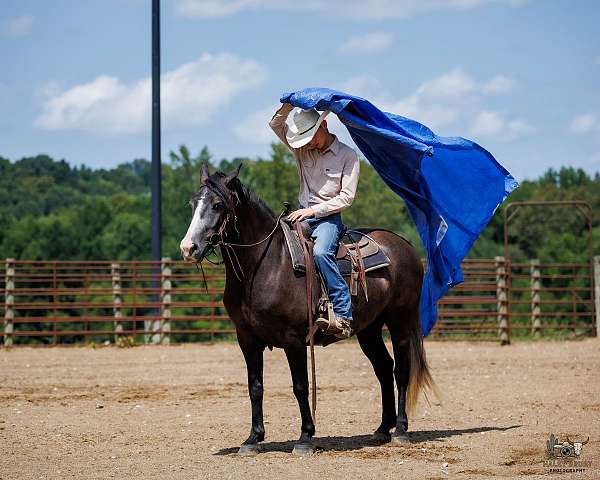 athletic-ability-haflinger-horse