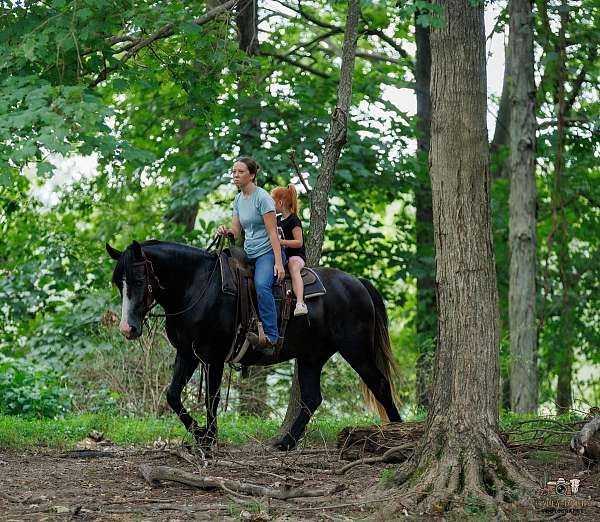 champ-haflinger-horse
