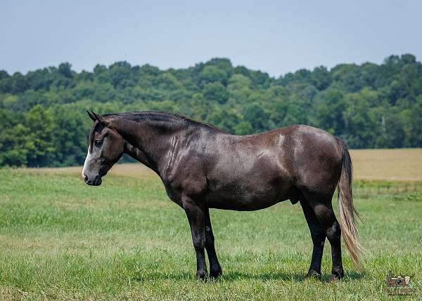 all-quarter-horse